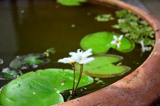 娱乐吃瓜君白莲花,娱乐吃瓜君的甜蜜诱惑